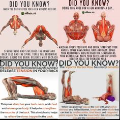 the muscles and their functions are shown in this poster, which shows how to do exercises for