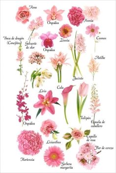 an image of flowers that are labeled in spanish and english language, with the names of them