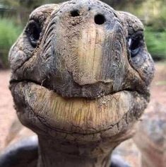 an up close shot of a tortoise's face with its mouth open