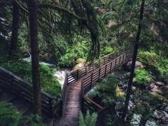 a wooden bridge over a small stream in the middle of a lush green forest with lots of trees