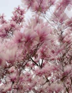 pink flowers are blooming on the branches of trees