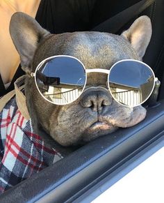 a dog wearing sunglasses is sitting in the back seat of a car