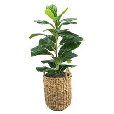 a potted plant in a wicker basket