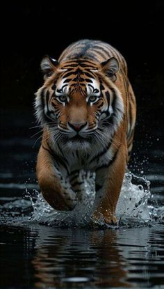 a tiger is running through the water