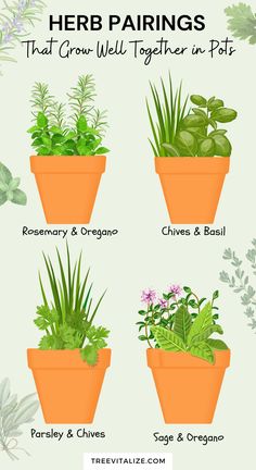 four potted plants with herbs in them and the title herb pairings that grow well together in pots