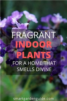 purple flowers with the words fragrantt indoor plants for a home that smells divine