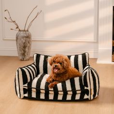 a brown dog laying on top of a black and white striped couch