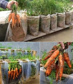 there are many carrots that have been picked from the ground and placed in bags