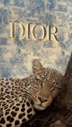 a leopard laying on top of a tree next to a sign that says dior