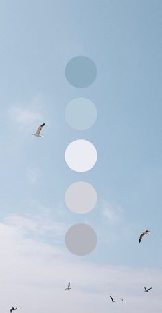 birds flying in the sky with circles above them