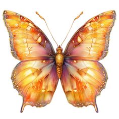 an orange and yellow butterfly on a white background