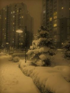 snow covered trees and street lights on a city street at night with buildings in the background