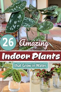 indoor plants that grow in water with text overlay reading 26 amazing indoor plants that grow in water