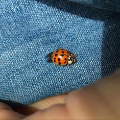 a ladybug sitting on top of a blue piece of cloth next to a person's hand