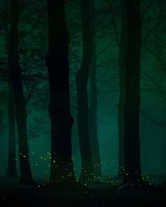 the fireflies are glowing in the dark forest