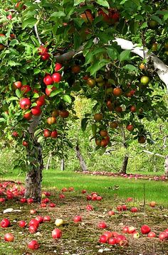 an apple tree filled with lots of red apples on top of green grass and dirt