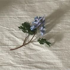 some blue flowers are laying on a white sheet