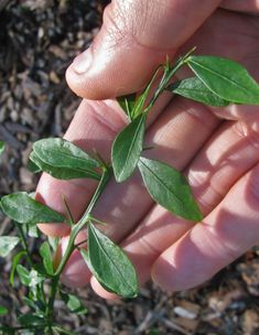 a person is holding out their hand with some green leaves on the plant in front of them