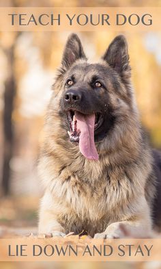 a german shepherd laying down with its tongue out and the words teach your dog lie down and stay up