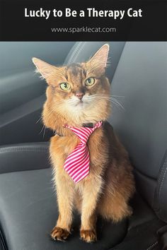 Therapy cat wearing a pink striped tie in a car after a visit At The Hospital, People Happy