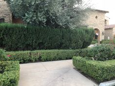 an outdoor area with hedges and flowers in the foreground