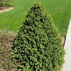 a small green bush next to a sidewalk in the middle of a grassy area on a sunny day