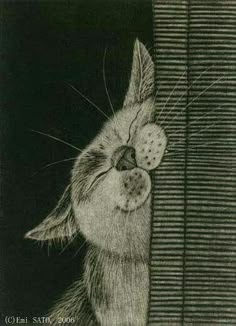 a drawing of a cat peeking out from behind a curtain