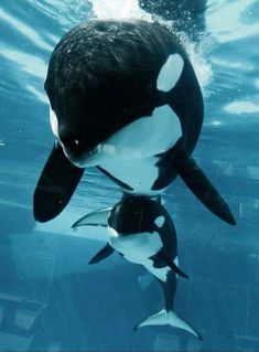 an orca swims in the water with its baby