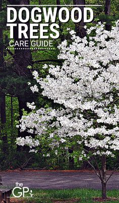 dogwood trees care guide cover