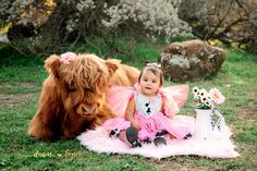 Photoshoot With Highland Cows, Cow Birthday Photoshoot, Mini Cow Photoshoot, 1st Year Photoshoot Ideas, Highland Cow First Birthday Girl, Highland Cow 1st Birthday Girl, Highland Cow Photoshoot, Highland Cow 1st Birthday, Baby 1st Birthday Photoshoot