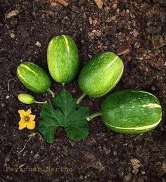 four green gourds sitting on the ground next to some leaves and flower buds