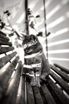 a cat sitting on top of a wooden park bench next to a tree in black and white