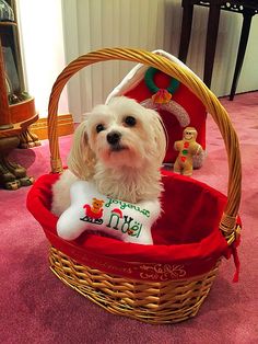 a small white dog sitting in a basket with a stuffed animal on it's lap