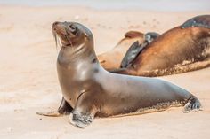 two sea lions are laying on the sand