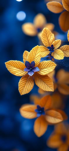 yellow and blue flowers with leaves in the foreground, against a dark blue background