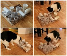 a cat playing with toilet paper rolls on the floor and in front of it is a black and white cat