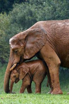 an elephant and her baby are standing in the grass with trees behind them that says, mother elephant shields her baby from the rain