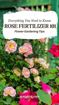 pink flowers with the words everything you need to know about rose frrtilizer 101 flower gardening tips