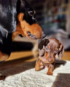 Sleepy Dachshund pictures I Love Dogs, Puppy Love, Animals And Pets, Dachshund