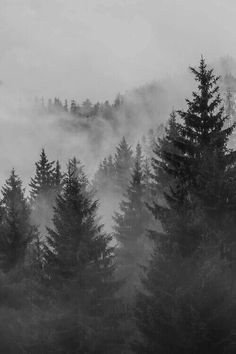 black and white photograph of trees in the fog