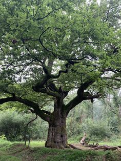 an old tree in the middle of a forest with lots of green leaves on it