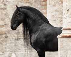 a black horse standing next to a stone wall with long hair on it's head