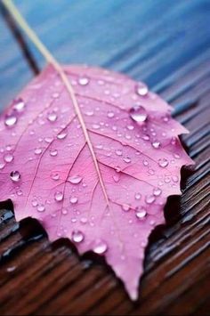 a pink leaf with water droplets on it sitting on a wooden surface in the rain