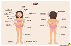 the body and parts of a woman's body in different languages, including words