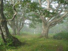 the foggy forest is full of trees and grass