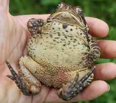 a small frog sitting in the palm of someone's hand