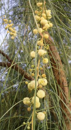 some very pretty yellow flowers growing on a tree