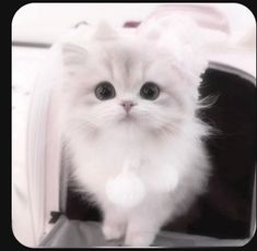 a small white kitten sitting in an open suitcase with its front paws on the handle