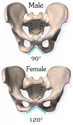 Pelvis Anatomy, Pelvic Bone, Anatomy Bones, Skeleton Anatomy, Biology Facts, Medical Student Study, Medical School Studying