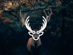 a deer with antlers is standing in the dark woods, looking at the camera